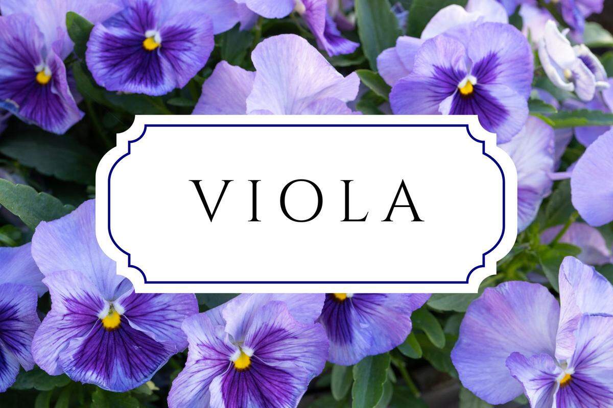 unique nature names viola