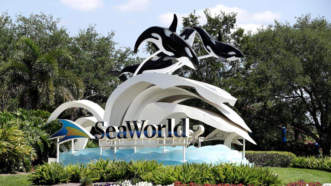 Nacen criaturas raras –con armas en la cabeza– en SeaWorld. Véalas nadar