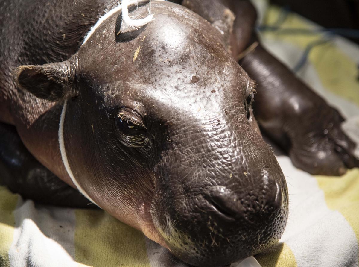 The follow-up exam on July 12, 2019, helped doctors determine what the next steps will be in Aubergine’s medical treatment. Aubergine is one of three pygmy hippos at Zoo Miami; the other two are his mother and father.