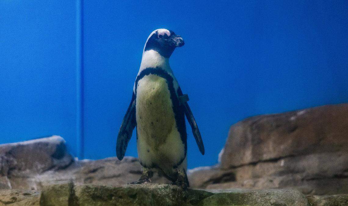 View of a African Penguin living in the Penguin Isle, at the Miami Seaquarium, in Virginia Key, that will be closing on Sunday October 12, after 70 years in business, almost a year after the seaquarium filed for bankruptcy and is planning to sell the lease on its public waterfront property for $22.5 million to developer David Martin and a subsidiary of his development company, Terra, on Friday October, 10 2025.