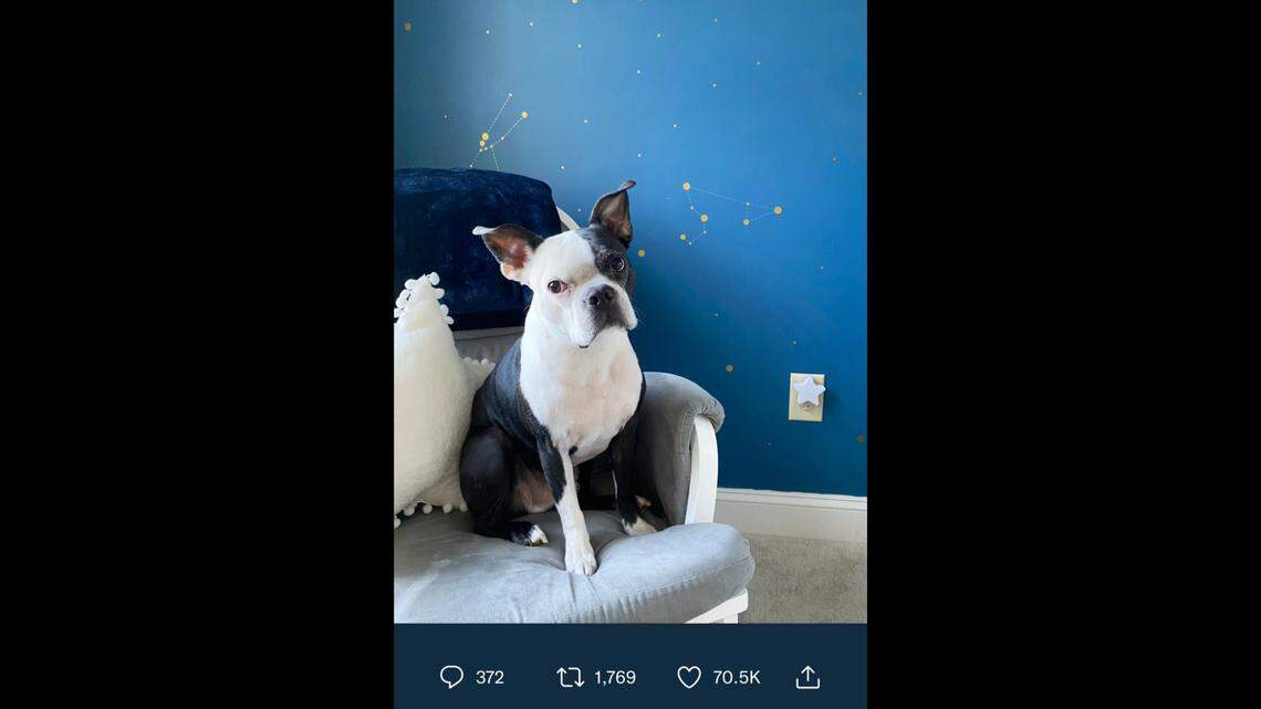 A hero dog named Henry helped save a sick baby girl’s life after he kept going into her nursery, the Boston terrier’s owner in Glastonbury, Connecticut, said.