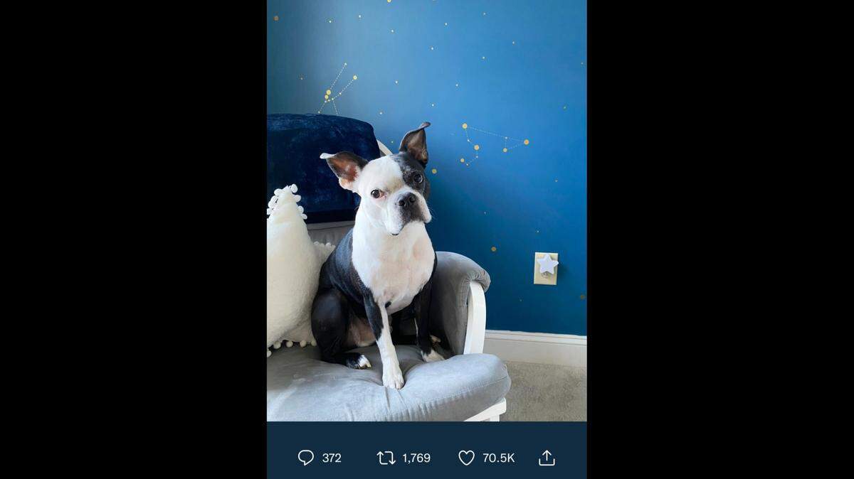 A hero dog named Henry helped save a sick baby girl’s life after he kept going into her nursery, the Boston terrier’s owner in Glastonbury, Connecticut, said.