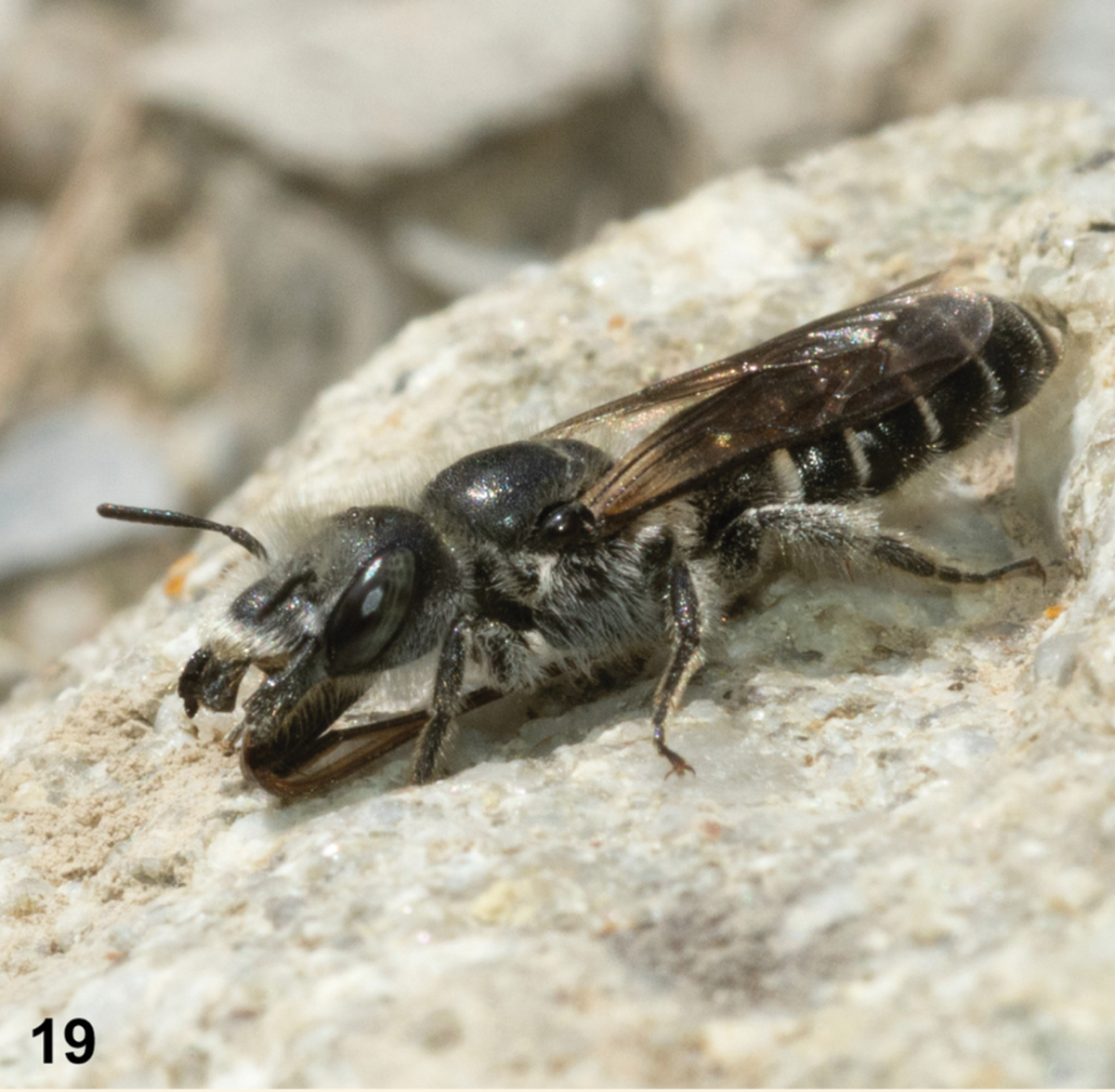 The new species is part of a family of solitary bees with long proboscises, the researchers said.