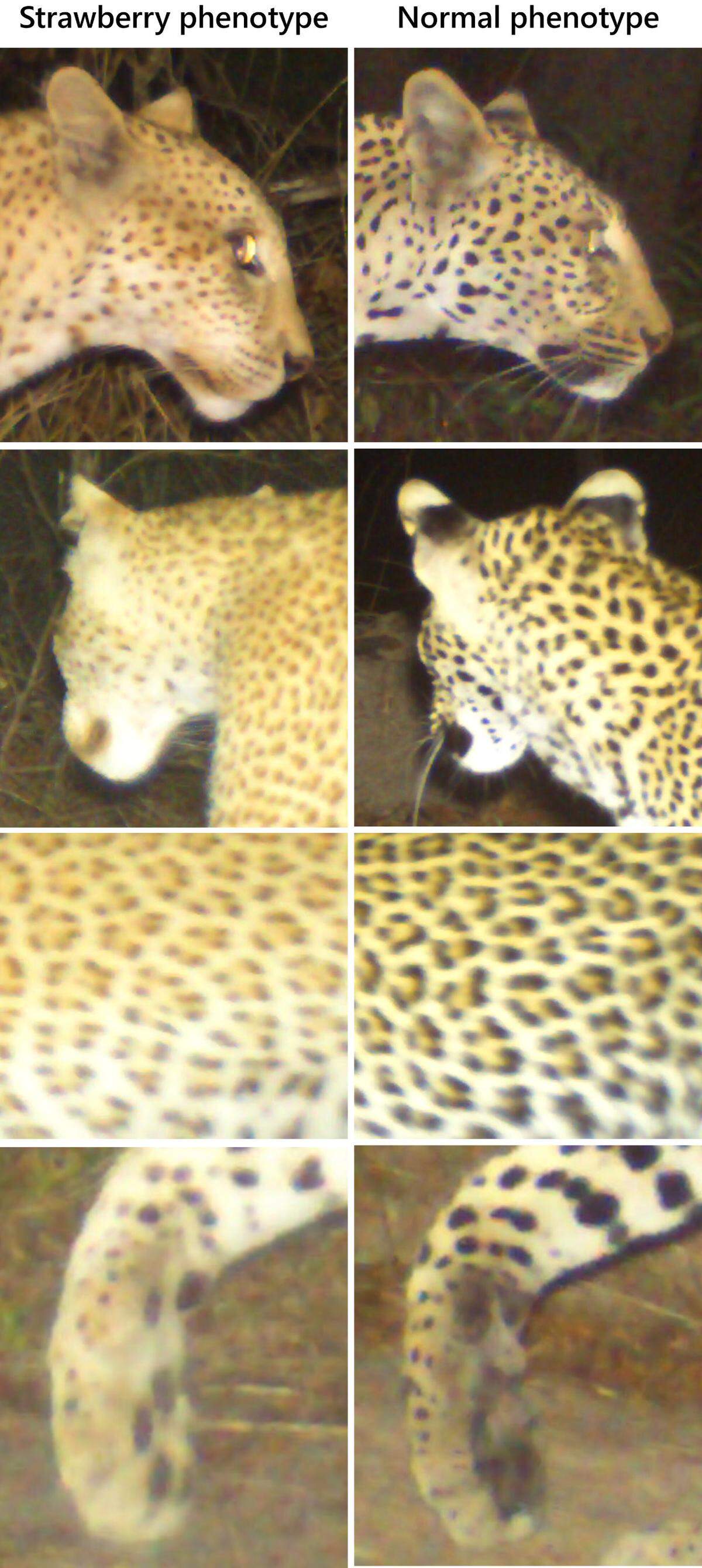 The most notable difference was in the paws, around the mouth and behind the ears, researchers said.