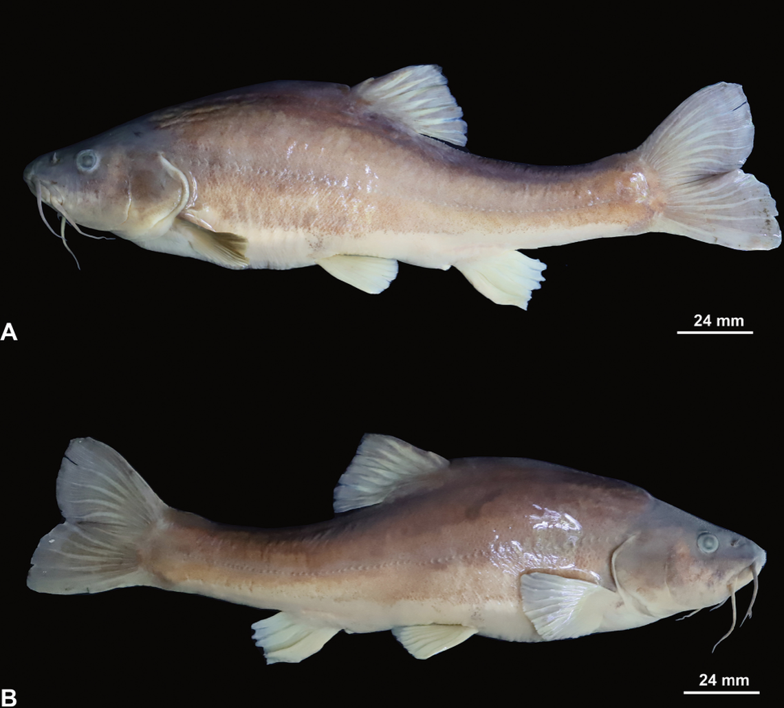 The new species has a hunched back and two sets of barbels, researchers said.