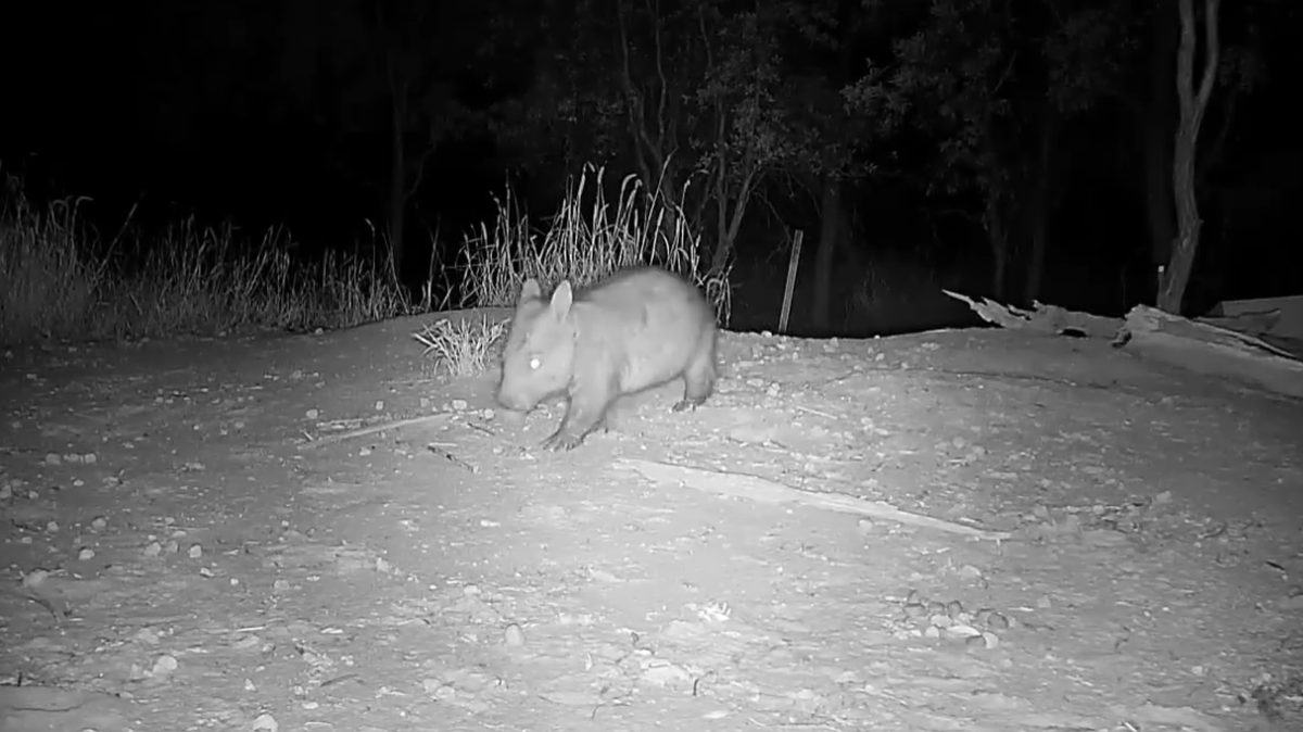 YouTube/Australian Wildlife Conservancy