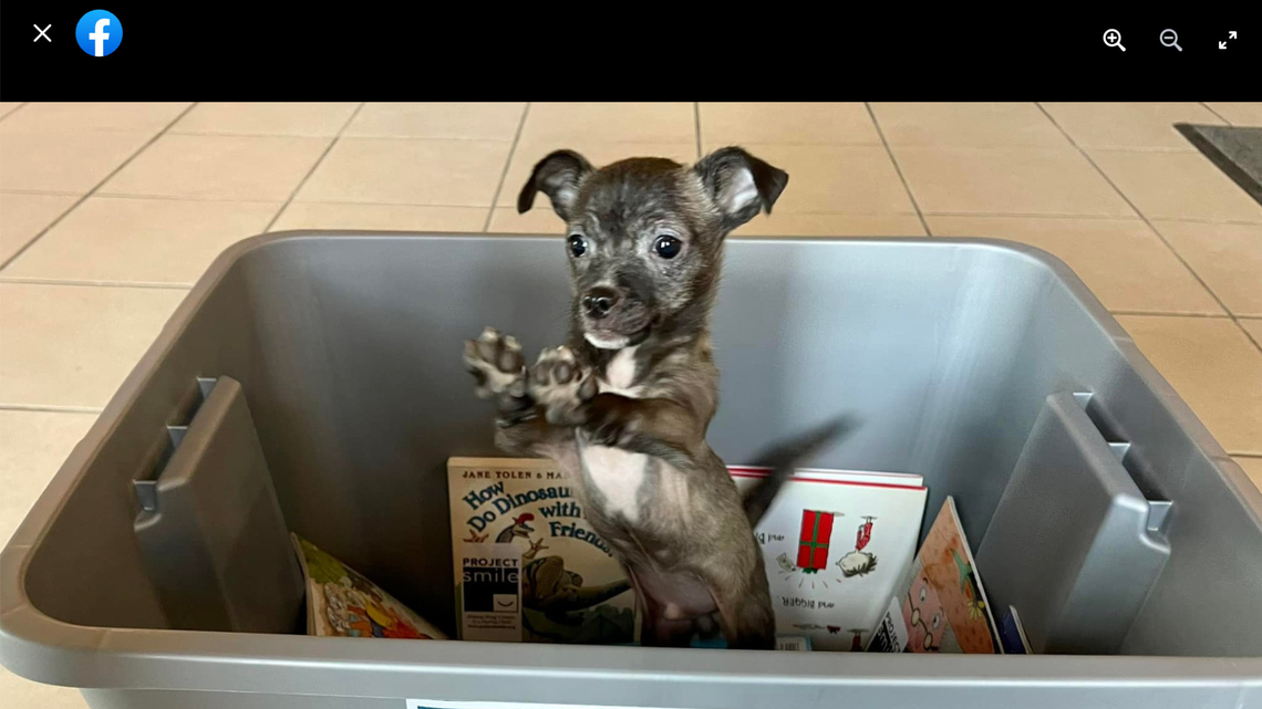 Abandoned puppy Axel posed for lots of photos as police searched for the person who abandoned him alongside the road.