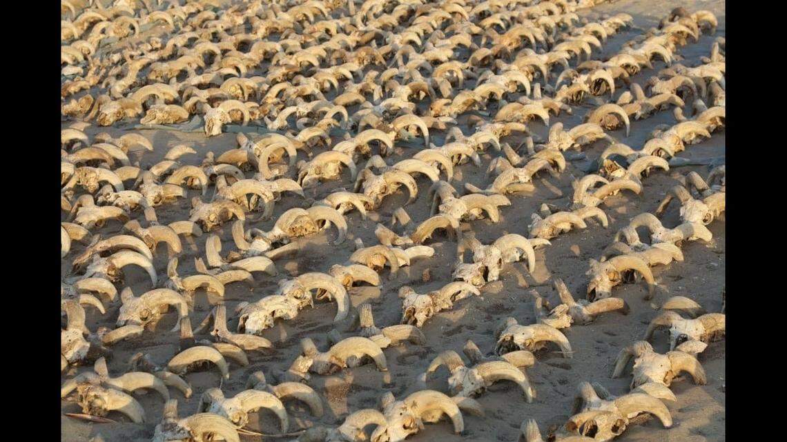 Researchers in Egypt uncovered 2,000 mummified ram heads in a temple in the ancient city of Abydos, officials said.