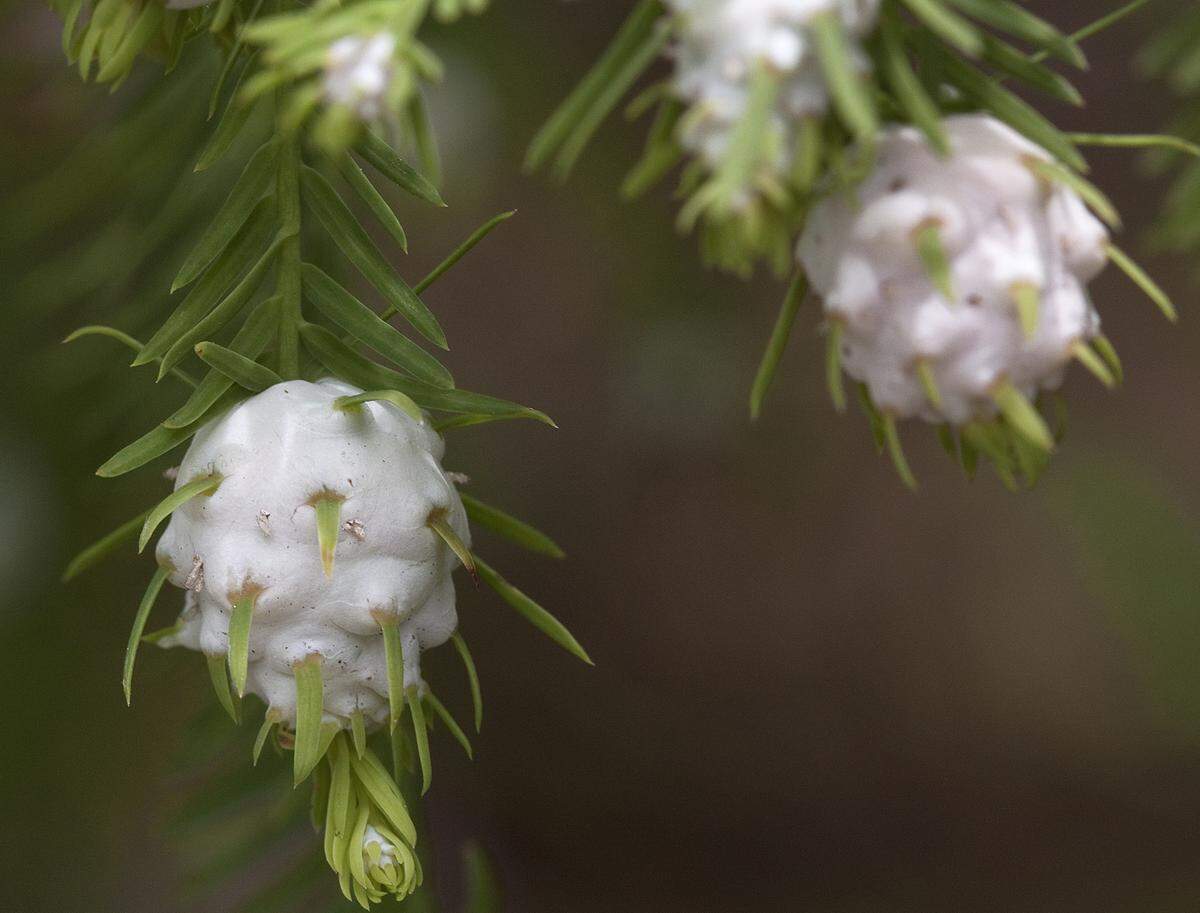 Bald cypress showing galls caused by a midge.
