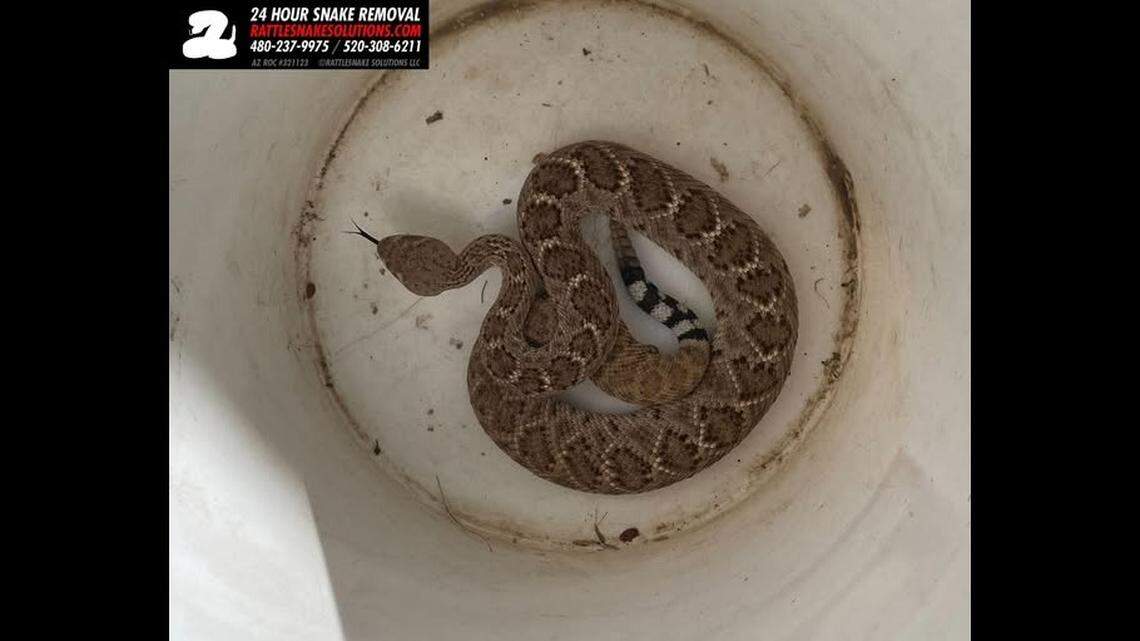 A professional snake catcher searched a woman’s garage for this rattlesnake, only to see if fall from the ceiling.