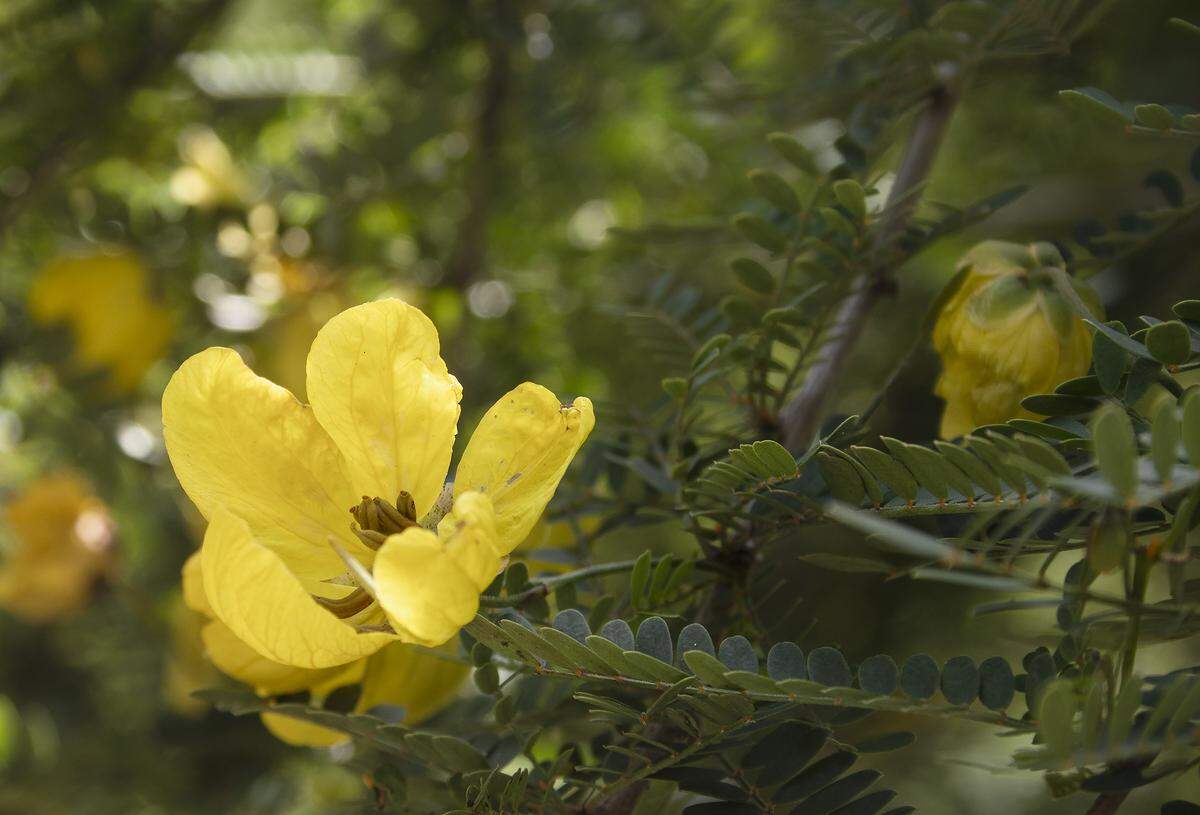 Desert cassia produces small flowers and foliage, but lots of both.