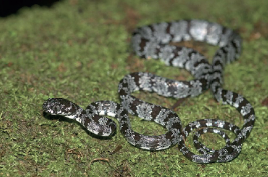 The black and white snail-eating snake earns its name from its coloration.