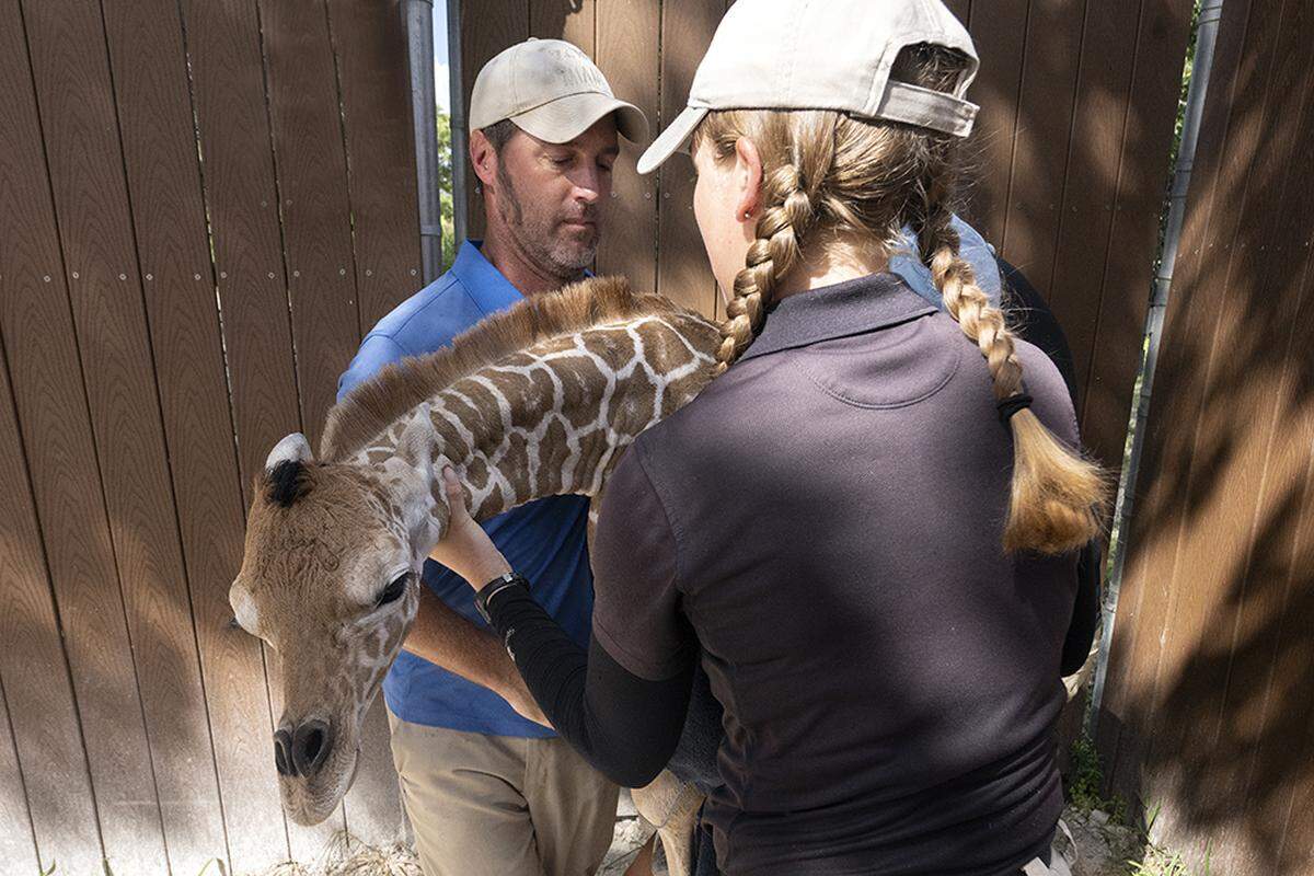 Zoo Miami staffers assist a new calf’s entry into the world on Aug. 23, 2022. The baby will have some bonding time with her mother before joining the rest of her herd on exhibit at the Kendall-area attraction.