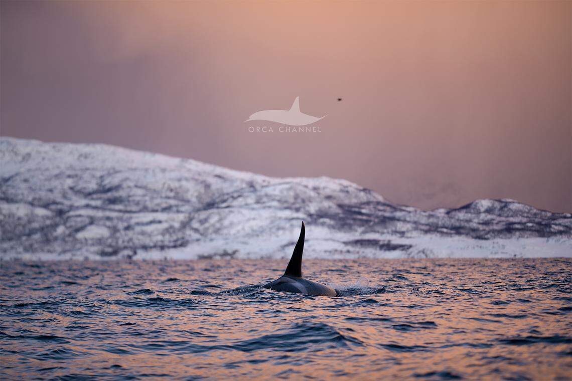 At first, the boaters thought they spotted a “huge” male killer whale on his own, according to Orca Channel.