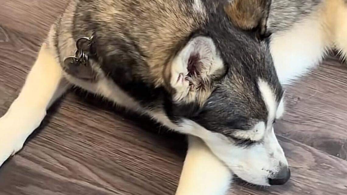 5-Year-Old Husky Escapes Her Yard, Takes Herself to Daycare
