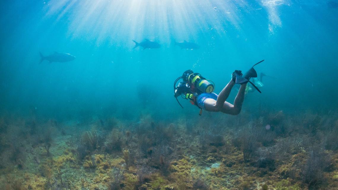 Patrick Breshike swims over to a group of tarpon during a dive at a reef on Wednesday, May 29, 2024, off of South Beach. Breshike and David Grieser are working with Urban Paradise Guild to get the area protected. “Fishing would still be in the allowed areas by the pier, and the fishing will actually be better because so many fish at this reef are juveniles and they wouldn’t be caught too early,” said Breshike.