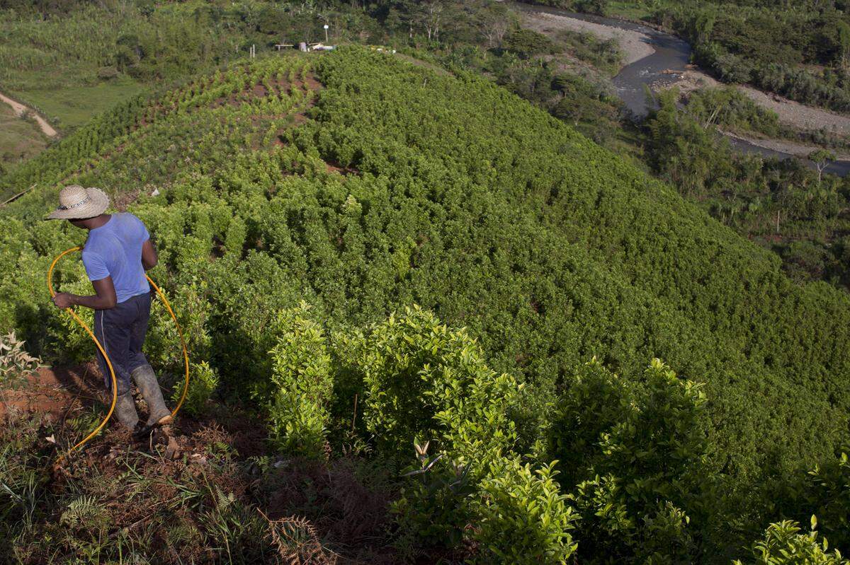 A new coca field spreads out in the mountains of Cauca, Colombia, on Feb. 2, 2017. After aerial spraying with glyphosate to eradicate the crop were suspended by presidential order in May 2015, Colombia has seen a dramatic increase in the crop’s cultivation.