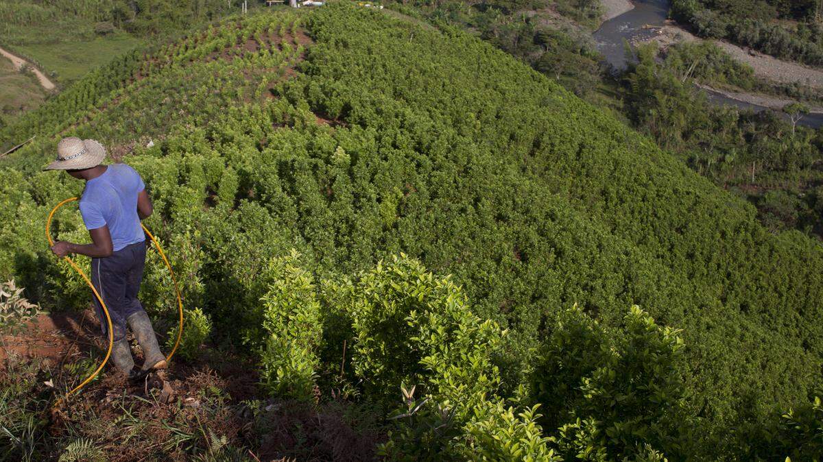 A new coca field spreads out in the mountains of Cauca, Colombia, on Feb. 2, 2017. After aerial sprayings with glyphosate to eradicate the crop were suspended by presidential order in May 2015, Colombia has seen a dramatic increase in the crop’s cultivation.