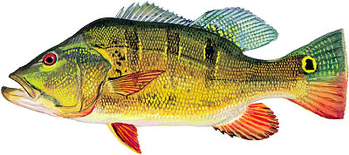 Butterfly peacock bass