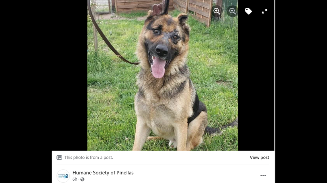 Crater, a 6-year-old German shepherd, is searching for a peaceful place to spend the rest of his life, a Florida shelter said.