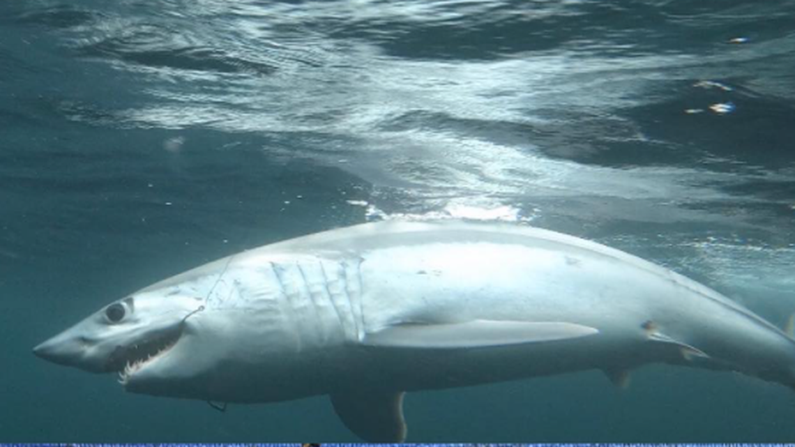 This large mako shark refused to be caught and bent the fishing hook used by researcher to reel it in for tagging.