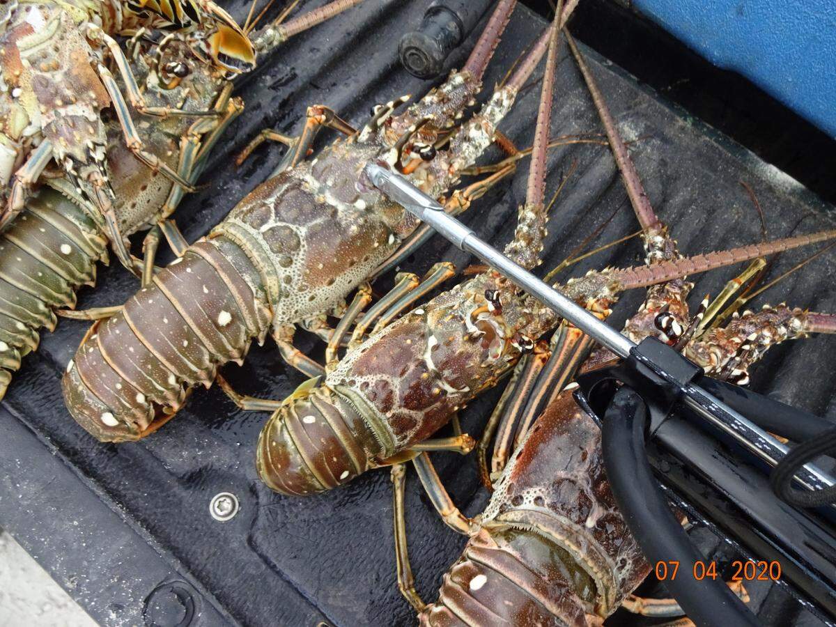 Florida spiny lobsters are displayed with a speargun on Saturday, July 4, 2020. It is against state law to catch lobster with a speargun or any other device that can pierce the shell.