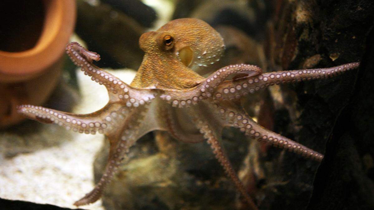 300-Million-Year-Old ‘Octopus’ Fossil Is Something Else