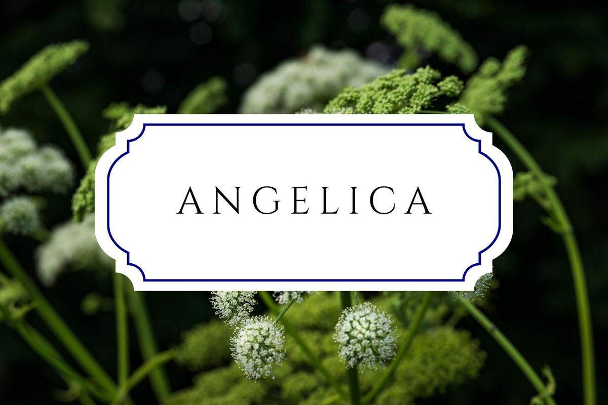 botanical baby names angelica