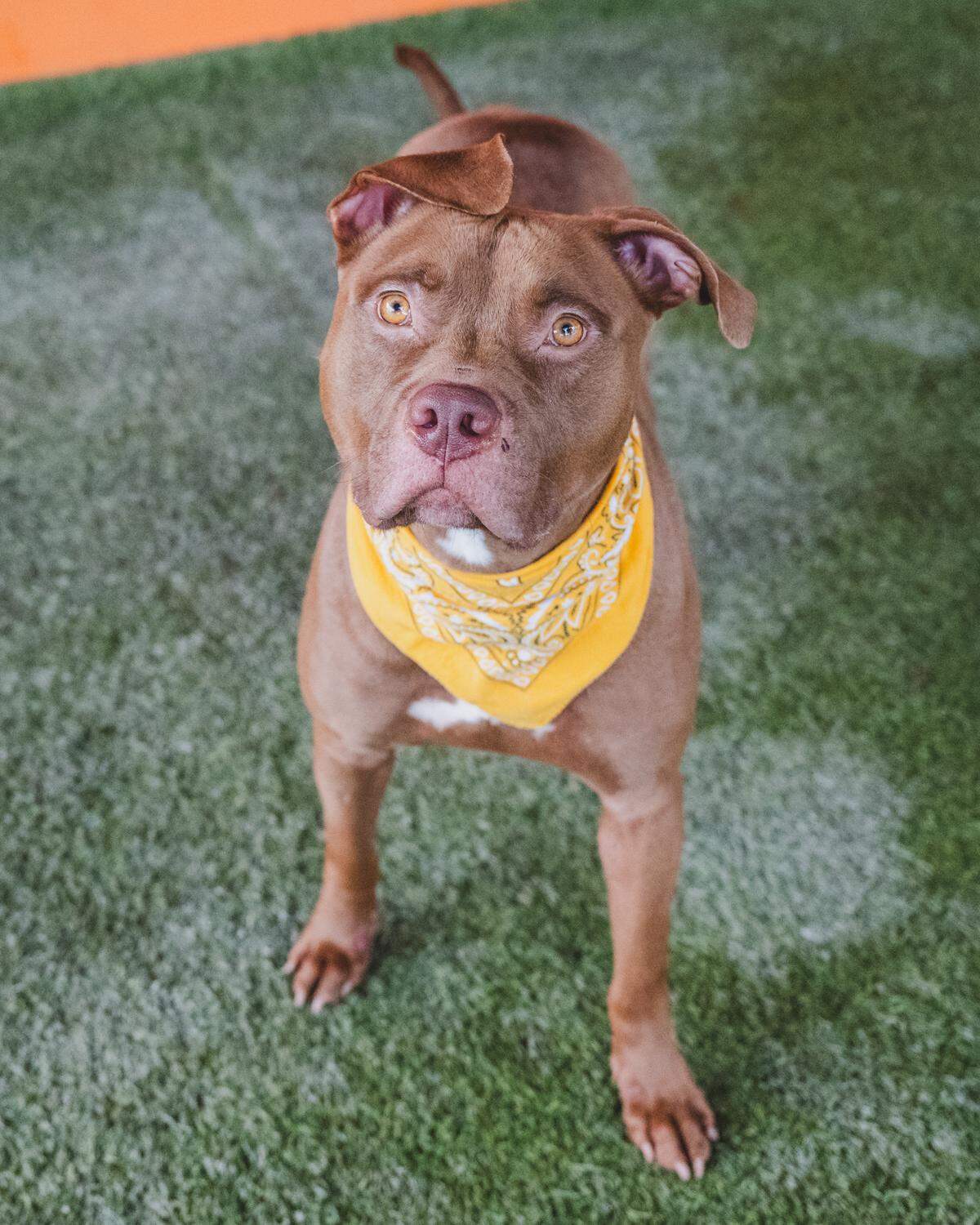 Say hello to Bruno #A2329993, the spirited 4-year-old American bulldog with boundless energy and a love for toys and treats! With his adorable ears that have a mind of their own, Bruno is sure to steal your heart. He’s been patiently waiting at the shelter since June, so come by to adopt him and give him the home where he can play, snack, and wiggle those ears to his heart’s content!