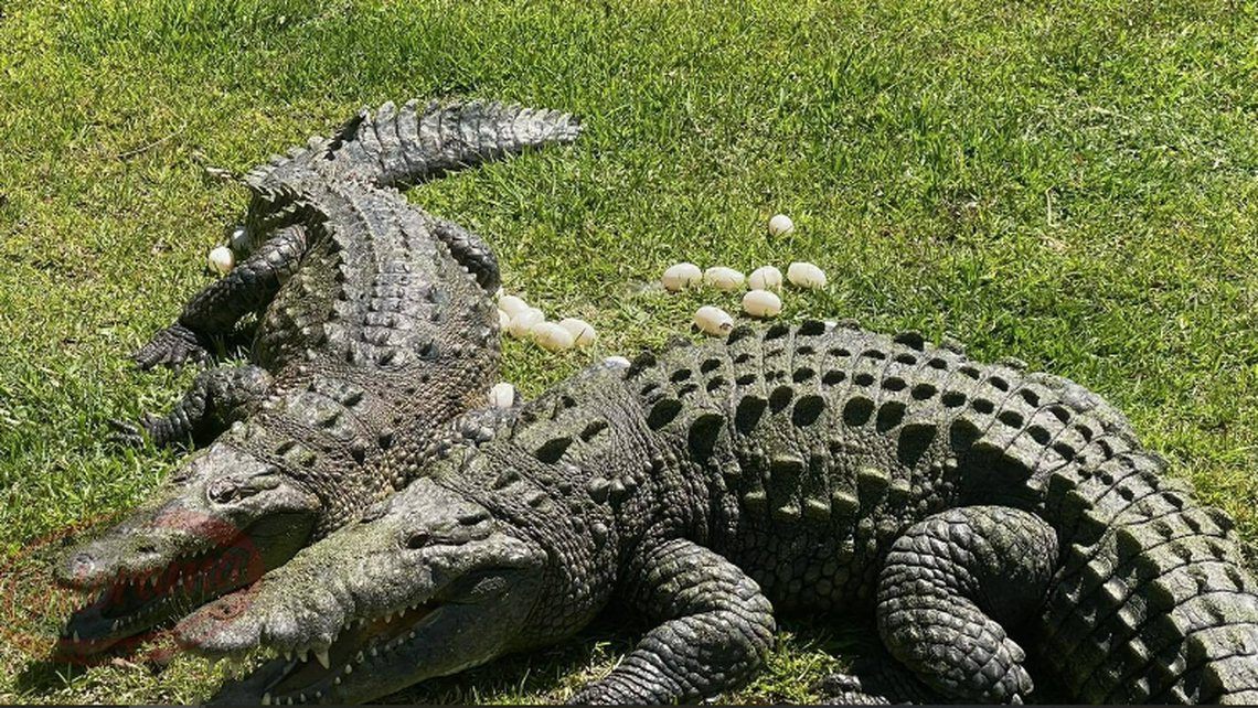 It’s rare enough for anyone to see a crocodile laying her eggs, but this was even more unusual due to the lack of a nest, according to staff at the Gatorama reptile farm.