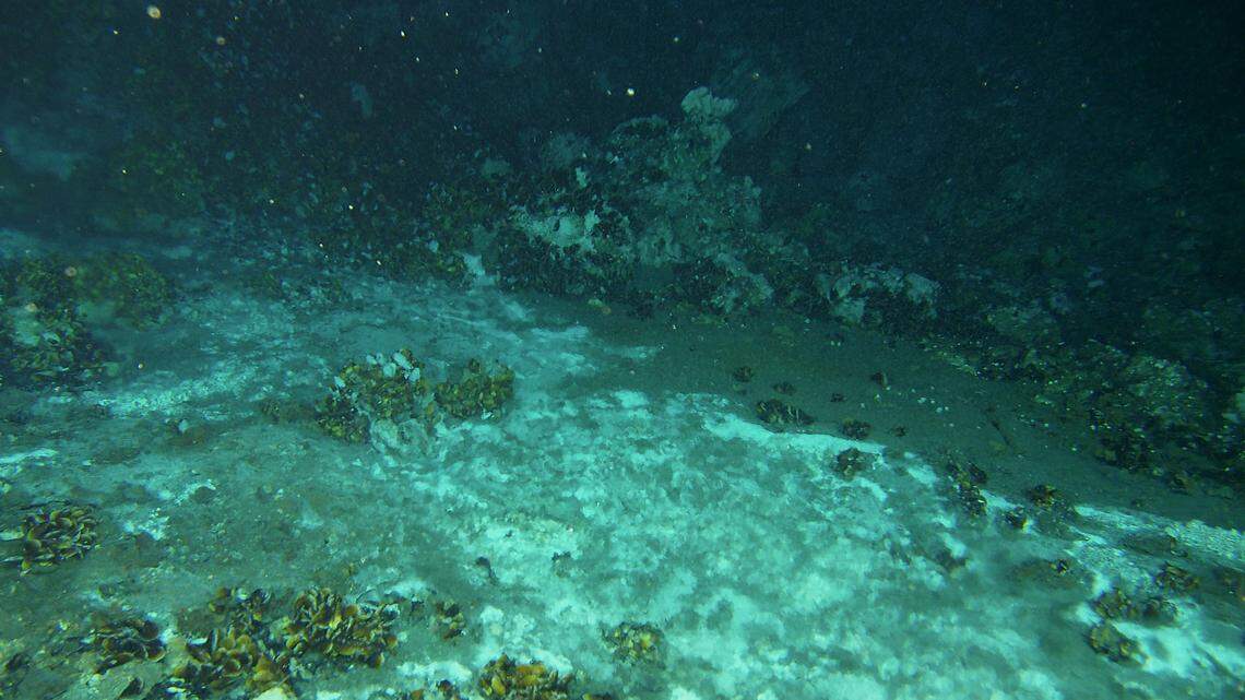 More than 2,000 feet below the surface off the coast of Japan, a new species was discovered.