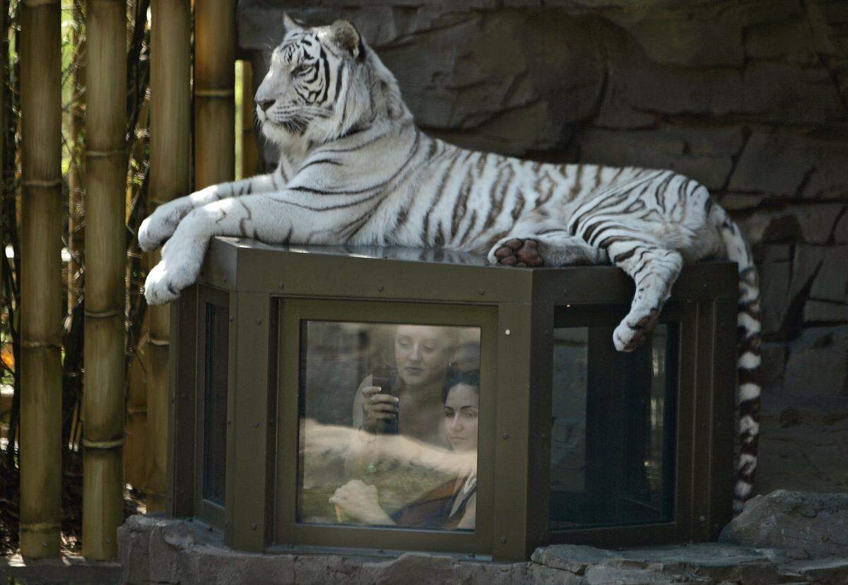 A white Bengal Tiger sits on the top of viewing area at Busch Garden’s Jungala exhibit, near where the Tigris roller coaster will open this spring.