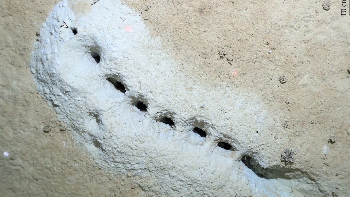 Scientists surveying the north Pacific seafloor found strings of openings dug into the ground, study says.