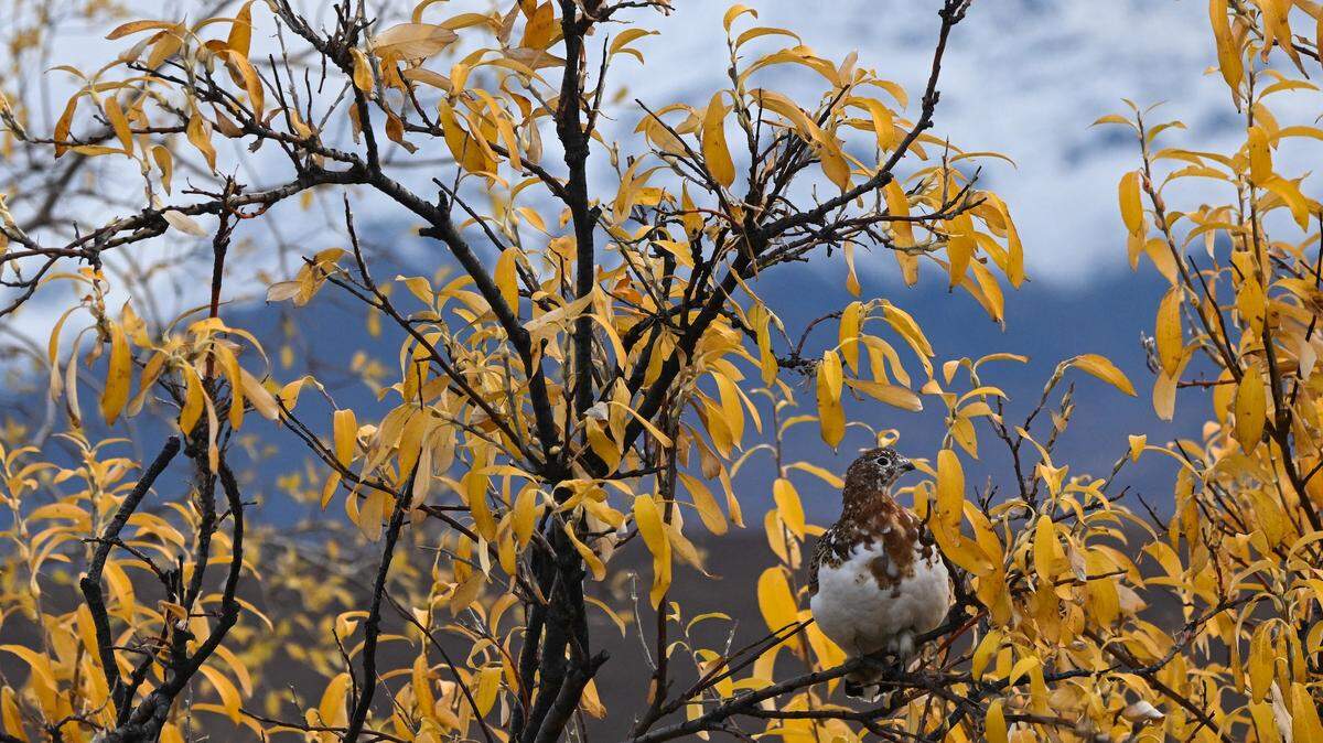 Why Are There Robot Birds in Grand Teton National Park