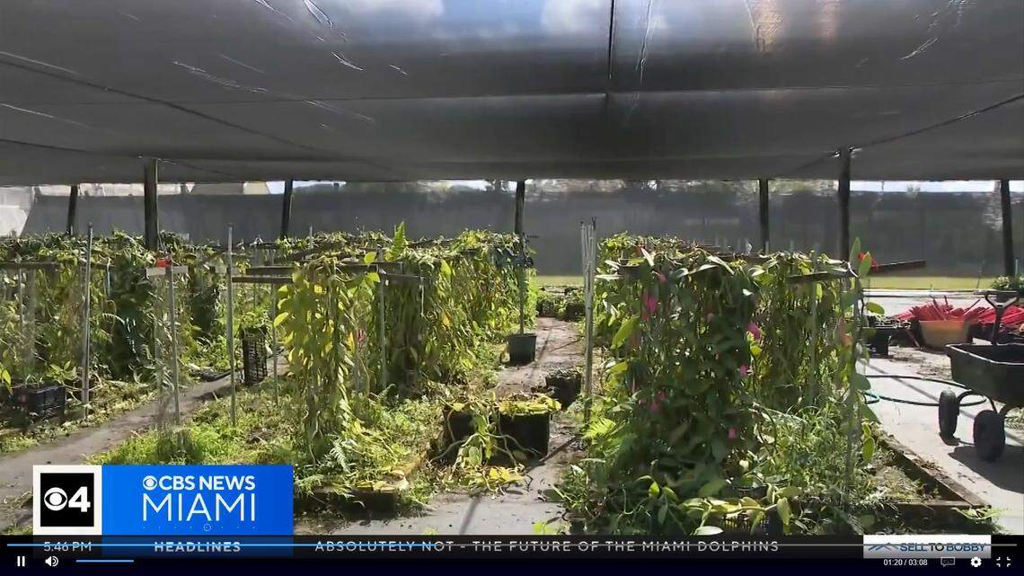 Researchers at the University of Florida’s Tropical Research and Education Center in Homestead are growing vanilla plants in an effort to make vanilla a viable crop in South Florida. Jan. 2026