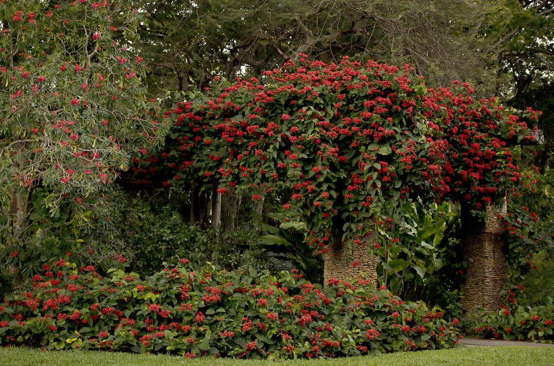 Clerodendrum splendens, flaming glorybower, can cover large structures.