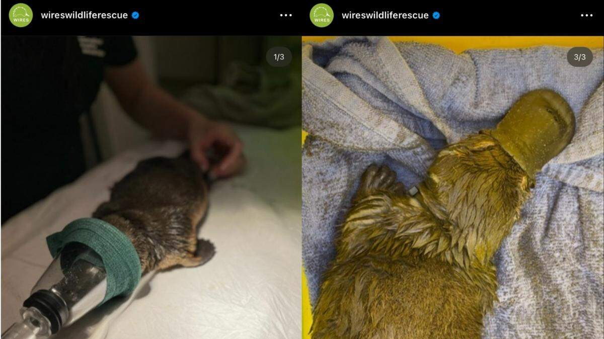 Rescuers said the platypus was in the care of a local vet in Australia but was unable to recover from his injuries.