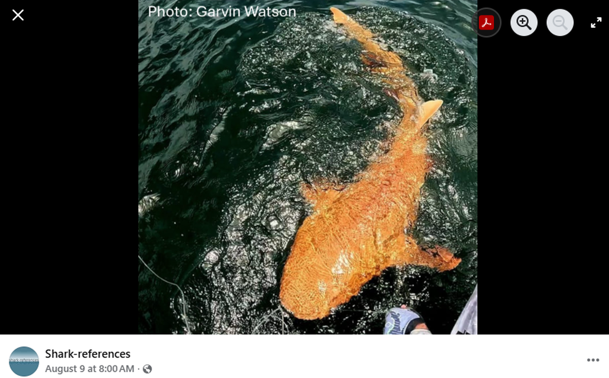 A close-up photo shows the bright orange shark.