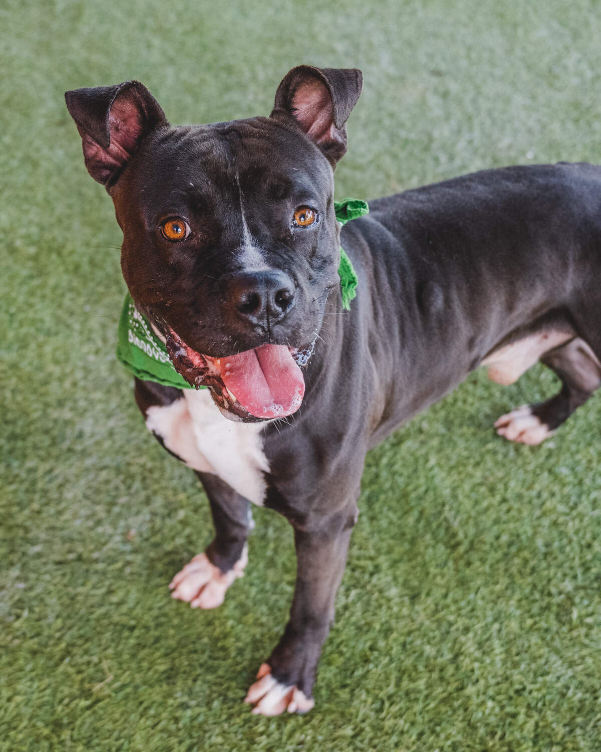 Brody #A2430005 is a ball of energy boxer mix who has been at the shelter since January of 2023. This 5-year-old boy arrived with a head injury and is now all healed and ready to be adopted! Brody loves human attention and enjoys greeting his handlers with hugs. Brody is excellent in playgroups; he is very gentle with new dogs and knows how to integrate the newcomers to the play yard. He would love to find a home where he can have a permanent playmate.