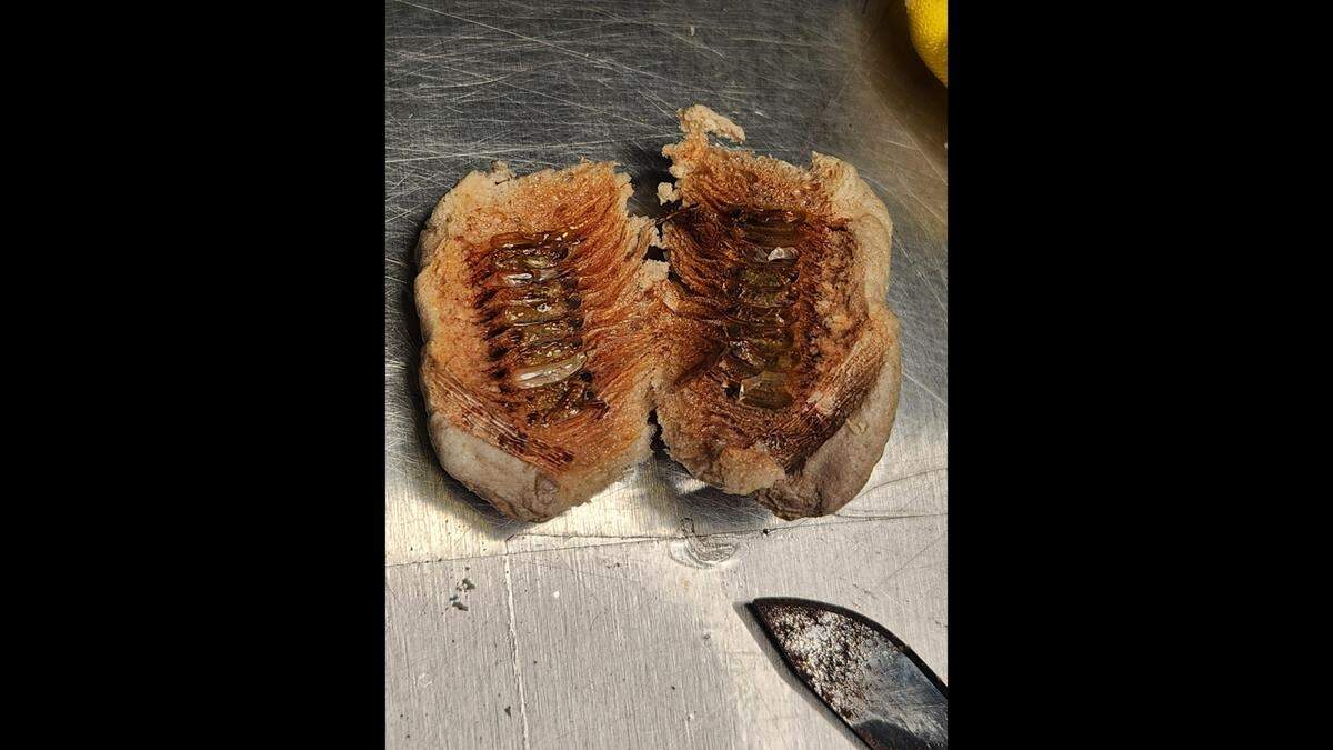 Insect larvae inside plastic flowers at John F. Kennedy International Airport’s mail facility, according to U.S. Customs and Border Protection.