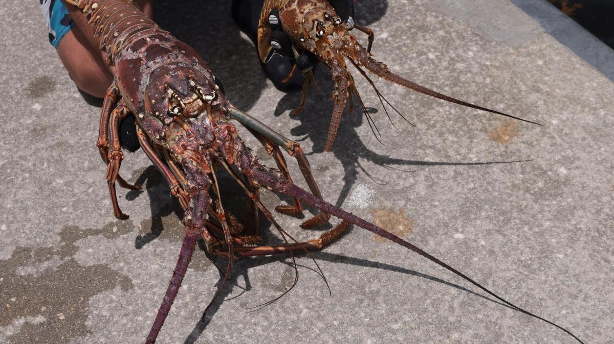The 48-hour miniseason for Florida’s spiny lobster opened today as S. Floridians headed out to take advantage of the abbreviated annual event along the Sunshine State’s coastline on Wednesday, July 27, 2022.