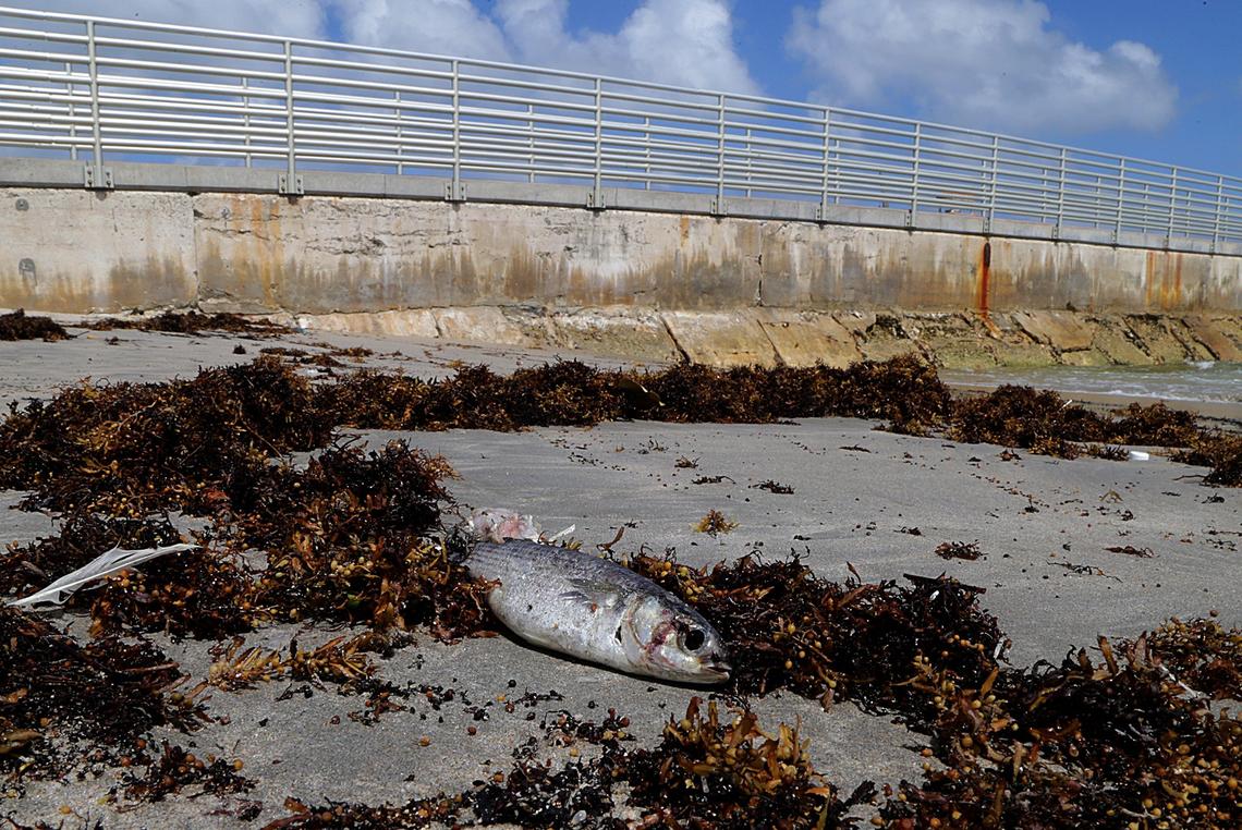 Palm Beach County beaches remain closed on Thursday after a red tide appeared over the weekend. A few dead fish were seen at Ocean Inlet Beach in Ocean Ridge.