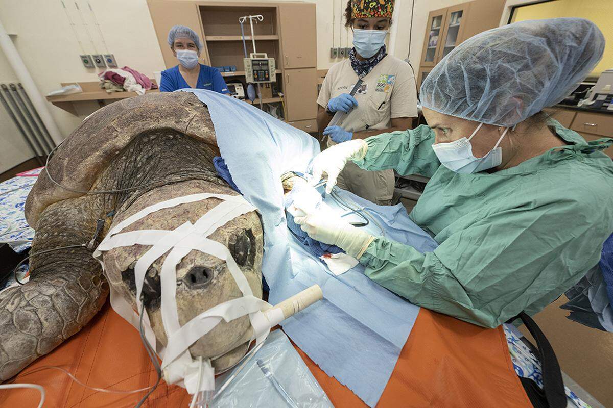 Surgeons at the new Zoo Miami Sea Turtle Hospital in Miami-Dade, Florida, perform surgery on a large, female loggerhead sea turtle on May 31, 2022, after she was injured by an apparent shark bite near the Port St. Lucie Power Plant.