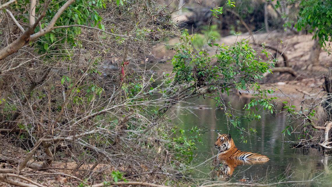 Global Tiger Day is celebrated July 29.