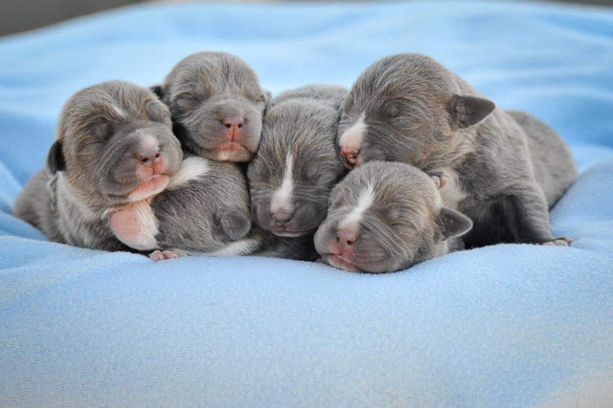 Bully breed puppies are cute, but pet health is important. In July, free spay and neuter services, vaccines, and microchipping will be available for over 500 Miami-Dade County bully breed dogs.