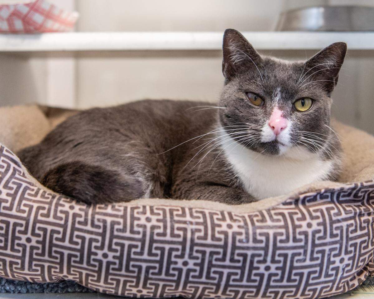 It’s not all about the dogs. You can foster or adopt a cat like Felicity, too.