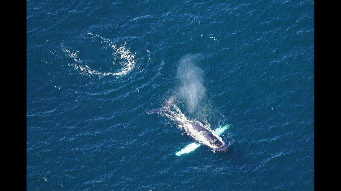 Scientists spotted a humpback whale.