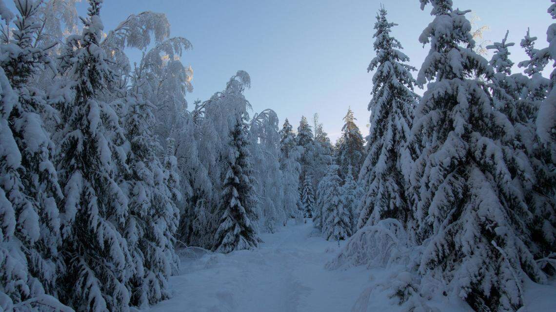 In the snowy forests of Finland, wolverines are returning to their historic habitats decades after being hunted near extinction.