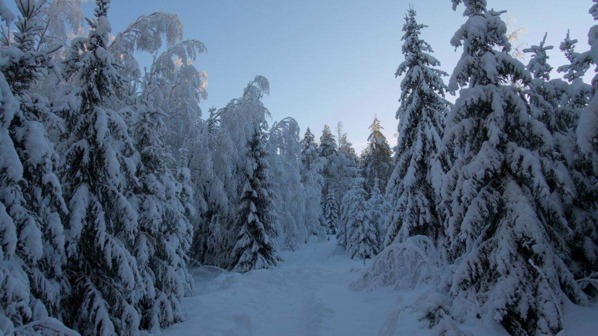 In the snowy forests of Finland, wolverines are returning to their historic habitats decades after being hunted near extinction.
