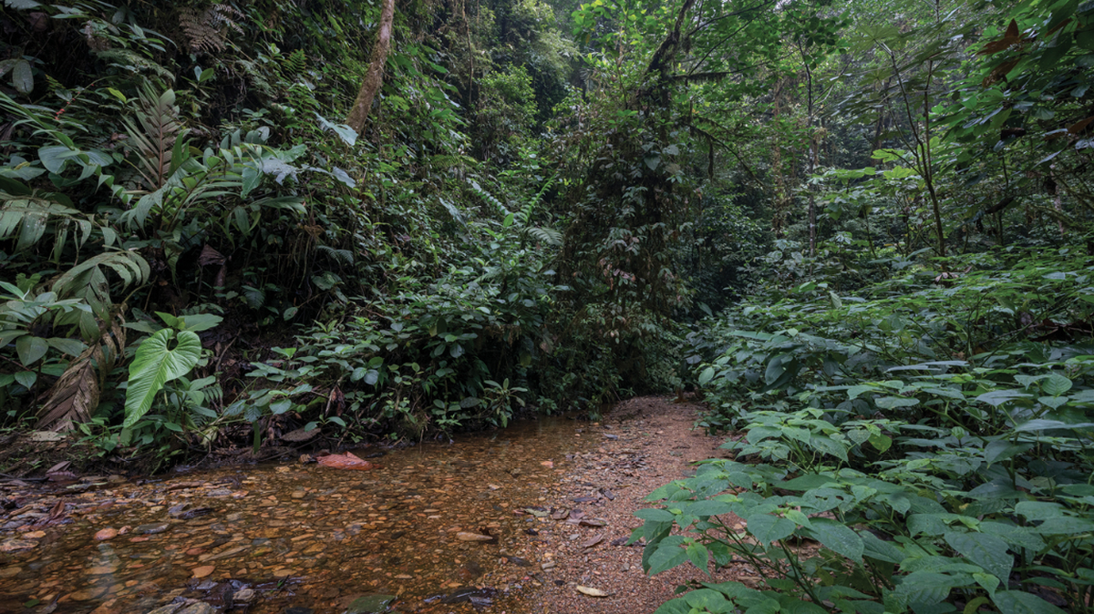 In the mountain forests of Ecuador, a new species is almost entirely invisible among the trees.